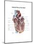 Internal View of the Human Heart-null-Mounted Art Print