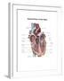 Internal View of the Human Heart-null-Framed Art Print