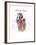 Internal View of the Human Heart-null-Framed Art Print