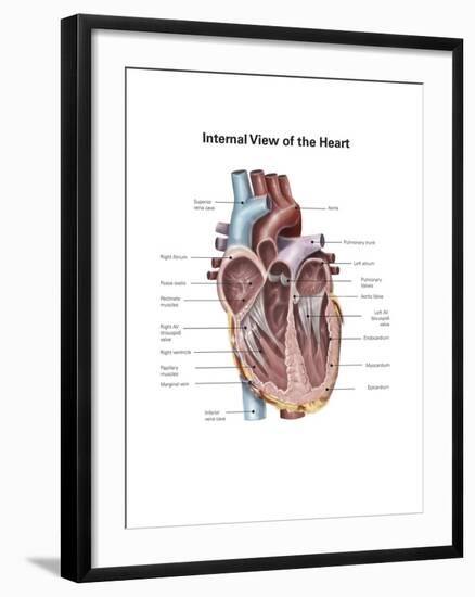 Internal View of the Human Heart-null-Framed Art Print