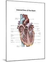 Internal View of the Human Heart-null-Mounted Art Print