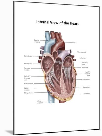 Internal View of the Human Heart-null-Mounted Art Print