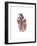 Internal View of the Human Heart-null-Framed Art Print