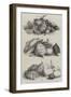 International Exhibition of Fruits, Vegetables, Etc, in the Horticultural Society's Gardens-null-Framed Giclee Print