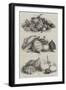 International Exhibition of Fruits, Vegetables, Etc, in the Horticultural Society's Gardens-null-Framed Giclee Print