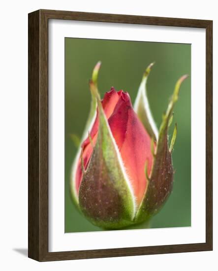 International Rose Test Garden, Portland, Oregon.-William Sutton-Framed Photographic Print