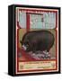 International Stock Food Advertising Poster-null-Framed Stretched Canvas