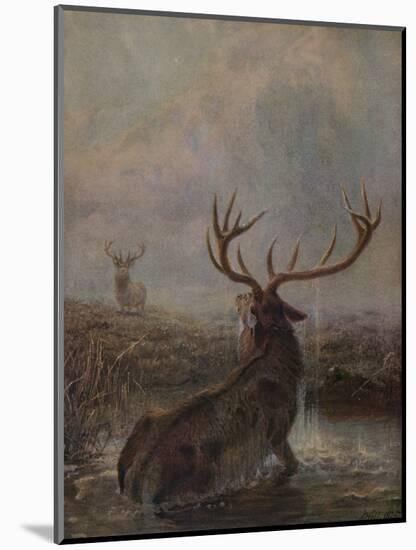 'Interrupted', 1875, (1938)-Joseph Wolf-Mounted Premium Giclee Print