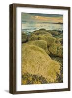 Intertidal Sand Reef Made by the Sandcastle Worm-Rob Francis-Framed Photographic Print