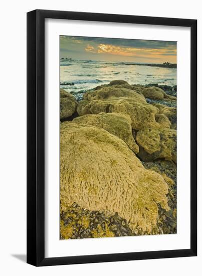 Intertidal Sand Reef Made by the Sandcastle Worm-Rob Francis-Framed Photographic Print