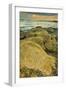 Intertidal Sand Reef Made by the Sandcastle Worm-Rob Francis-Framed Photographic Print