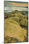 Intertidal Sand Reef Made by the Sandcastle Worm-Rob Francis-Mounted Photographic Print