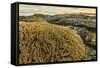 Intertidal Sand Reef Made by the Sandcastle Worm-Rob Francis-Framed Stretched Canvas