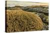 Intertidal Sand Reef Made by the Sandcastle Worm-Rob Francis-Stretched Canvas