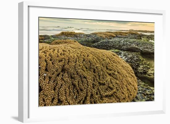 Intertidal Sand Reef Made by the Sandcastle Worm-Rob Francis-Framed Photographic Print