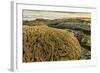 Intertidal Sand Reef Made by the Sandcastle Worm-Rob Francis-Framed Photographic Print