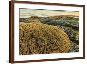 Intertidal Sand Reef Made by the Sandcastle Worm-Rob Francis-Framed Photographic Print