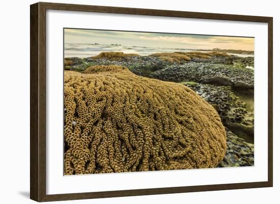 Intertidal Sand Reef Made by the Sandcastle Worm-Rob Francis-Framed Photographic Print