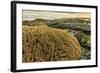 Intertidal Sand Reef Made by the Sandcastle Worm-Rob Francis-Framed Photographic Print