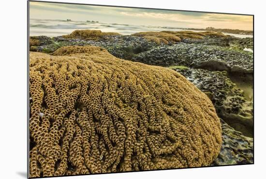 Intertidal Sand Reef Made by the Sandcastle Worm-Rob Francis-Mounted Photographic Print