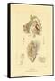 Intestines, 1833-39-null-Framed Stretched Canvas