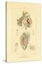 Intestines, 1833-39-null-Stretched Canvas