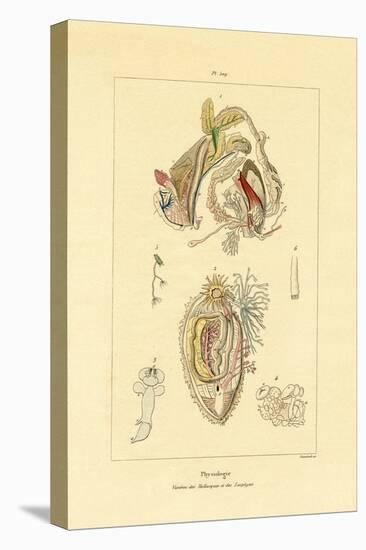 Intestines, 1833-39-null-Stretched Canvas