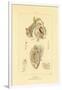 Intestines, 1833-39-null-Framed Giclee Print