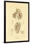 Intestines, 1833-39-null-Framed Giclee Print