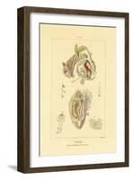 Intestines, 1833-39-null-Framed Giclee Print