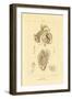 Intestines, 1833-39-null-Framed Giclee Print