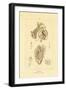 Intestines, 1833-39-null-Framed Giclee Print