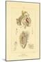 Intestines, 1833-39-null-Mounted Giclee Print