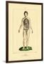 Intestines, 1833-39-null-Framed Giclee Print