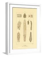 Intestines, 1833-39-null-Framed Giclee Print