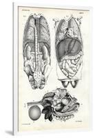 Intestines, 1863-79-Raimundo Petraroja-Framed Giclee Print