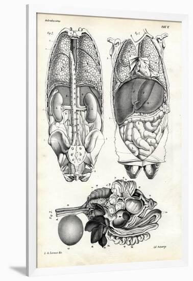 Intestines, 1863-79-Raimundo Petraroja-Framed Giclee Print