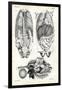 Intestines, 1863-79-Raimundo Petraroja-Framed Giclee Print