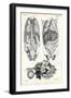 Intestines, 1863-79-Raimundo Petraroja-Framed Giclee Print