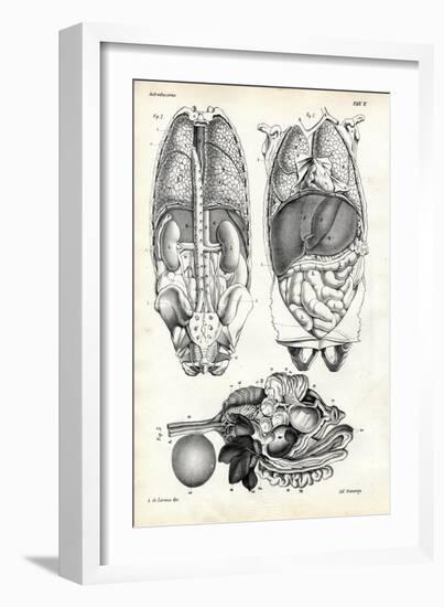 Intestines, 1863-79-Raimundo Petraroja-Framed Giclee Print