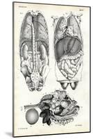 Intestines, 1863-79-Raimundo Petraroja-Mounted Giclee Print