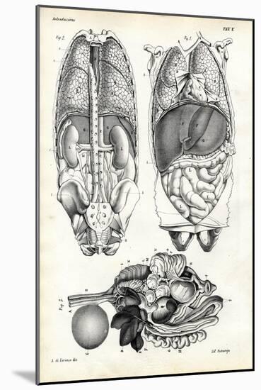 Intestines, 1863-79-Raimundo Petraroja-Mounted Giclee Print