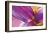 Intimate Iris-Harold Davis-Framed Giclee Print