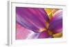 Intimate Iris-Harold Davis-Framed Giclee Print