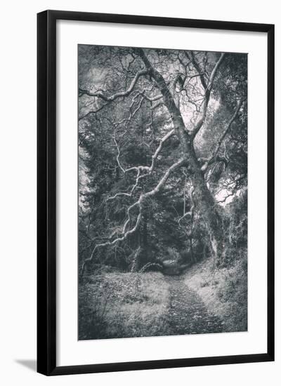 Intimidating Tree, Big Sur California Coast-Vincent James-Framed Photographic Print