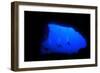 Into Darkness: Underwater Cave Scuba Diving Silhouettes-Rich Carey-Framed Photographic Print