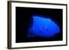 Into Darkness: Underwater Cave Scuba Diving Silhouettes-Rich Carey-Framed Photographic Print