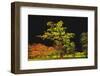 Into The Black-Philippe Sainte-Laudy-Framed Photographic Print