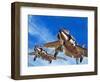 Into the Blue: Birdstrike! Two Schimitar Interceptors Taking Off-Wilf Hardy-Framed Giclee Print