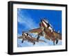 Into the Blue: Birdstrike! Two Schimitar Interceptors Taking Off-Wilf Hardy-Framed Giclee Print